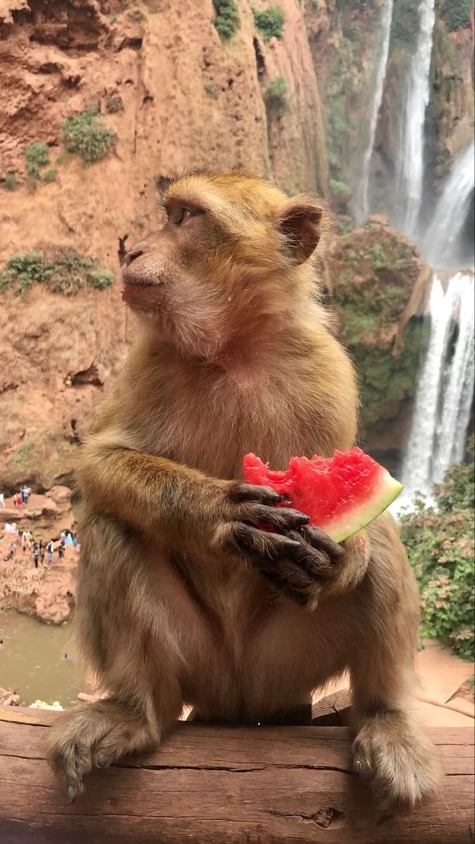 cascades d'ouzoud passer une journée plein d'aventure avec nos excursions depuis Marrakech